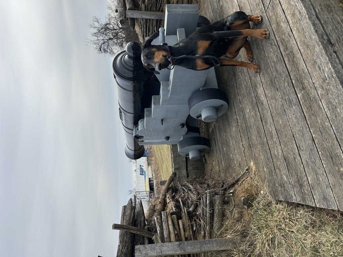 Doberman training — Compass K9 Academy