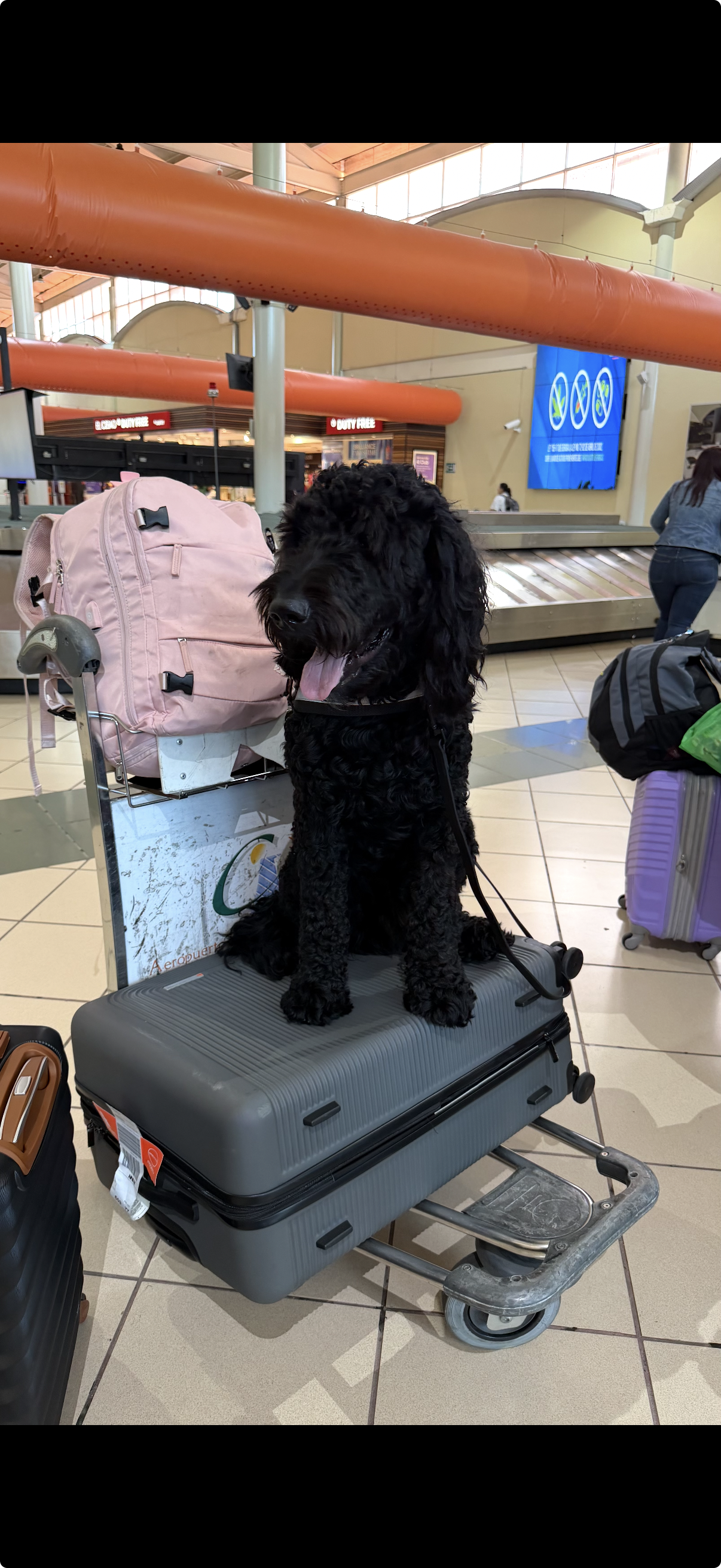 Dog obedience training — Compass K9 Academy