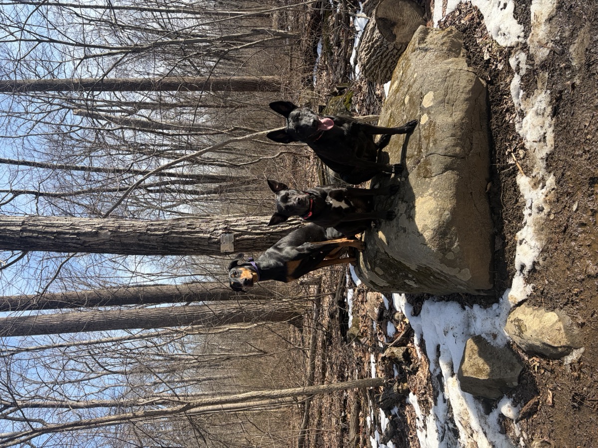 Compass K9 Academy dog training