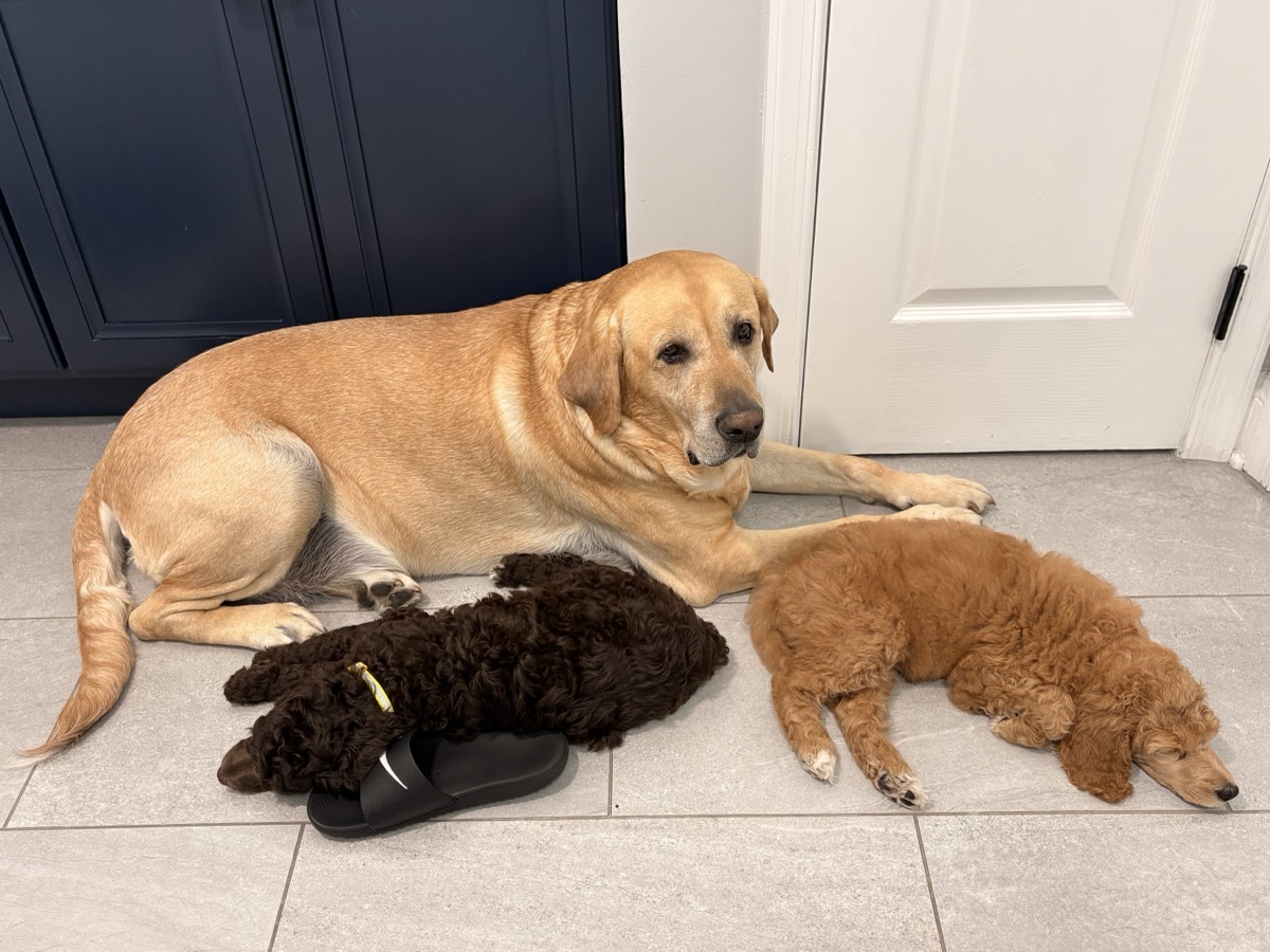 Puppy training — Compass K9 Academy